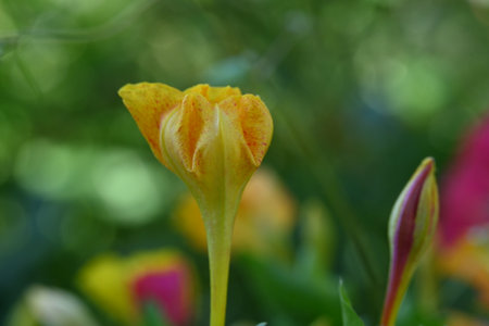 Close up of a yellow flower with green leaves on a blurred backgroundの写真素材