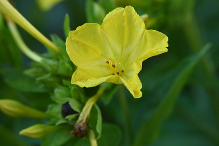 Macro of a yellow flower with green leaves in the background.の写真素材