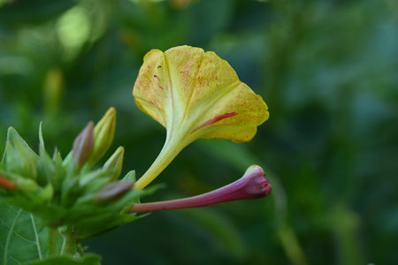 Mirabilis jalapa, also known as the Japanese jalapa.の写真素材