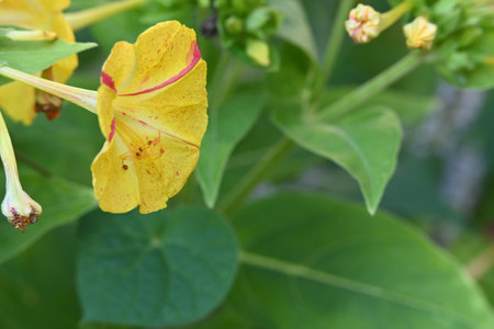 Macro shot of yellow flower with green leaves on blurred background.の写真素材
