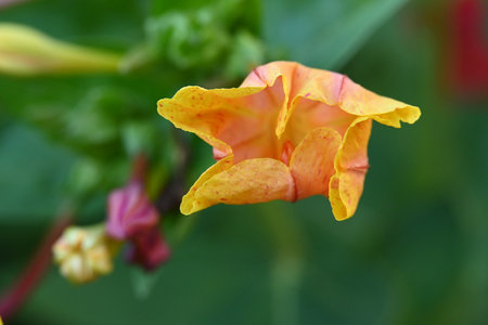 Macro of a yellow flower with green leaves in the background.の写真素材