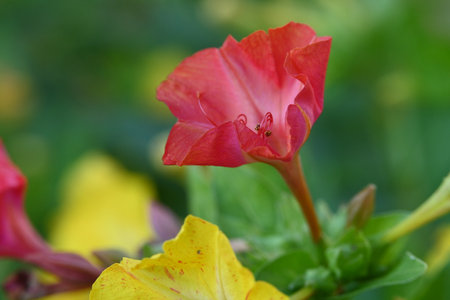 Close up of a red and yellow flower of Mirabilis jalapaの写真素材
