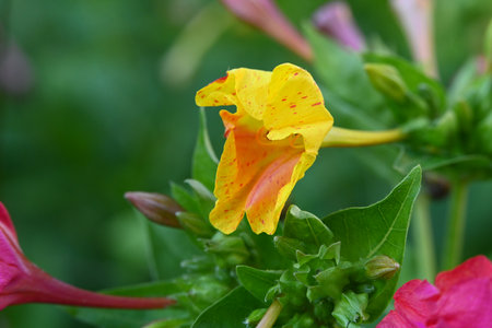 Macro of a yellow flower (Mirabilis jalapa)の写真素材