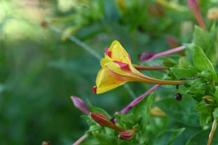 Closeup of a yellow flower of the Mirabilis jalapaの写真素材