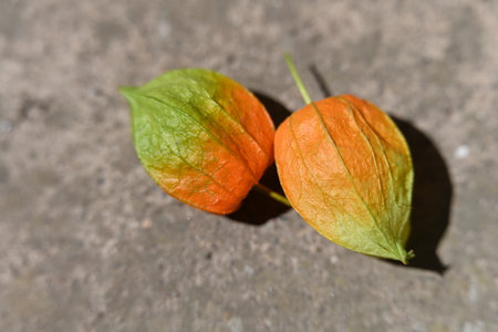 Cape gooseberry (Physalis alkekengi)の写真素材