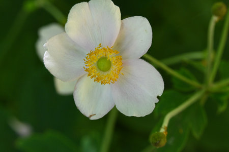 Japanese anemone, Anemone japonica, single flowerの写真素材