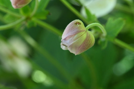 Aquilegia, Aquilegia vulgaris, is a species of flowering plant in the family Asteraceae.の写真素材