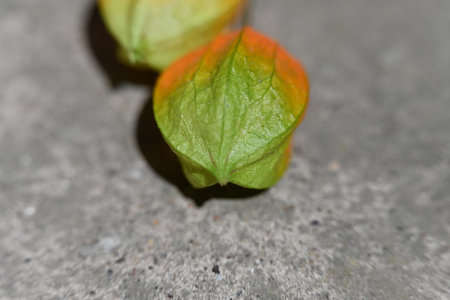 Close-up of green and orange physalis leaves on grey backgroundの写真素材