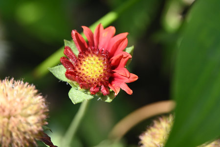 Red flower and green leaves in the garden, closeup of photoの写真素材