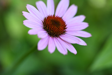 Echinacea purpurea, purple coneflower in bloomの写真素材