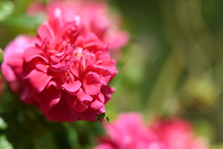 Beautiful red rose in the garden on a sunny summer day.の写真素材