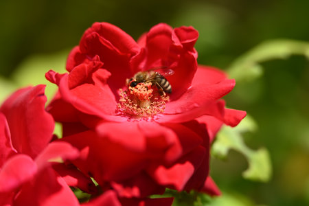 Honey bee on a red rose in the garden. Shallow depth of fieldの写真素材