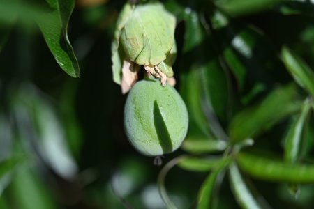 Fruit of a feijoa tree with unripe fruitsの写真素材