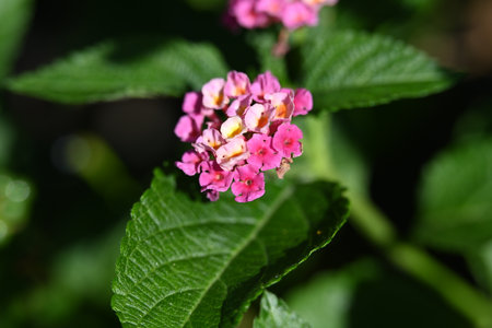 Lantana camara flowers in the garden, closeup of photoの写真素材