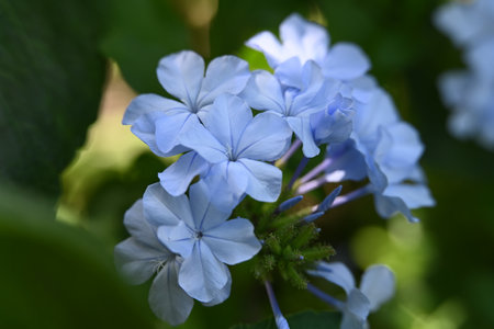 Close up of blue plumbago flower, Plumbago auriculataの写真素材