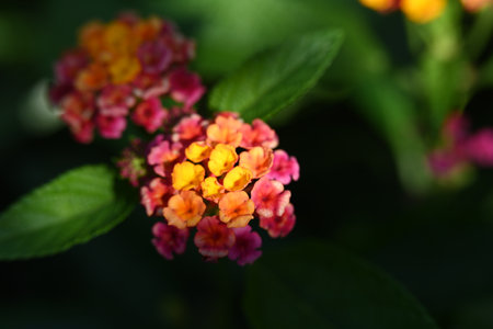 Lantana camara flowers blooming in the summer garden.の写真素材
