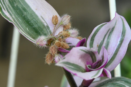 pink and purple flower in the garden, closeup of photoの写真素材