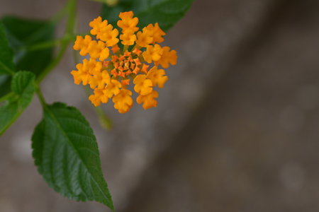 Lantana camara is a species of flowering plant in the Lantana family.の写真素材