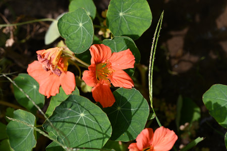 Orange nasturtium flowers in the garden, closeup of photoの写真素材
