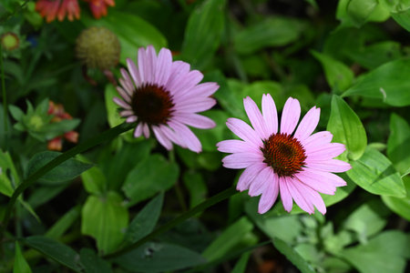 Echinacea purpurea is a perennial herbaceous plant of the Asteraceae family.の写真素材