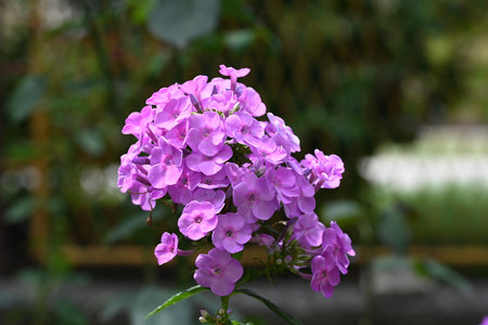Purple phlox flower in the garden, stock photo imageの写真素材