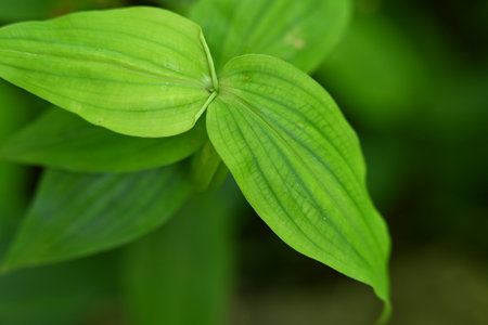 Green leaves in the garden, closeup of photo. Natural backgroundの写真素材