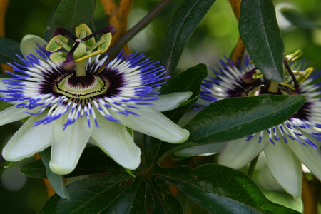 Passiflora caerulea, Passiflora caeruleaの写真素材