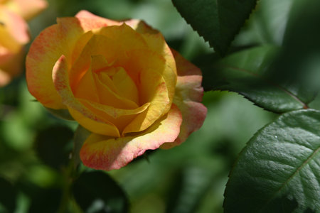 Beautiful yellow rose in the garden on a sunny summer day.の写真素材