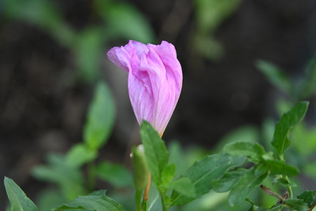 Purple flower in the garden. (Scientific name: Oenothera speciosa)の写真素材