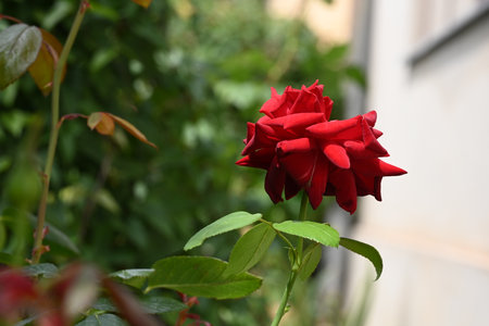 Beautiful red rose on a background of green leaves in the gardenの写真素材