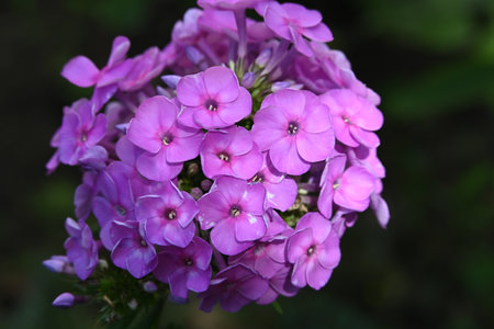 Purple flowers of Phlox paniculata in a gardenの写真素材