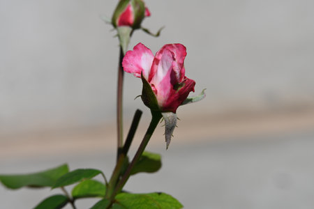 Pink rose with green leaves on a gray background, close-upの写真素材
