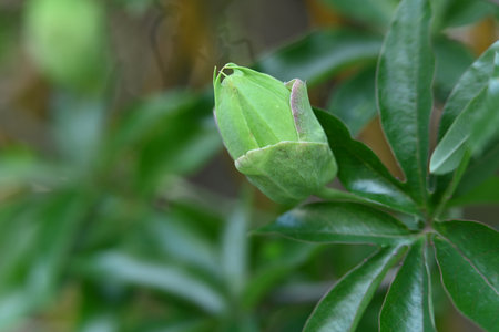 Green bud of a magnolia tree in a botanical garden.の写真素材