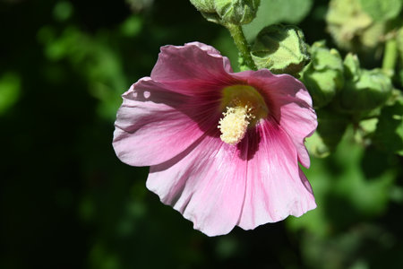 Pink hollyhock flower in a garden on a sunny dayの写真素材