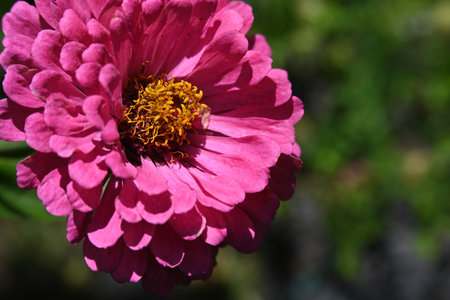 Pink zinnia flower in the garden on a sunny day.の写真素材