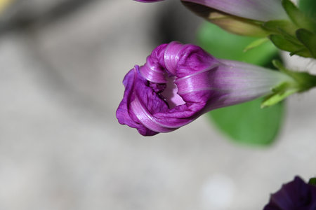 Purple flower in the garden. Selective focus, shallow depth of field.の写真素材