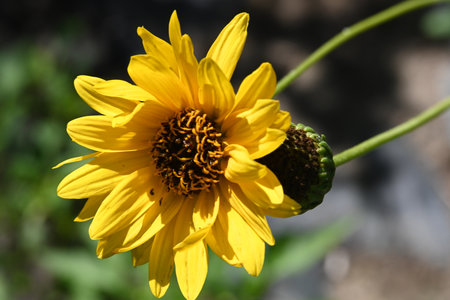 Close up of a yellow sunflower with a green leaf in the backgroundの写真素材