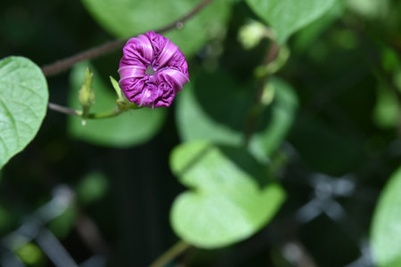 Purple morning glory flower in the garden with green leaves background.