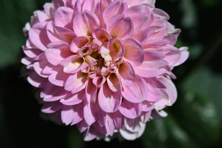 Pink dahlia flower in the garden. Close-up.の写真素材