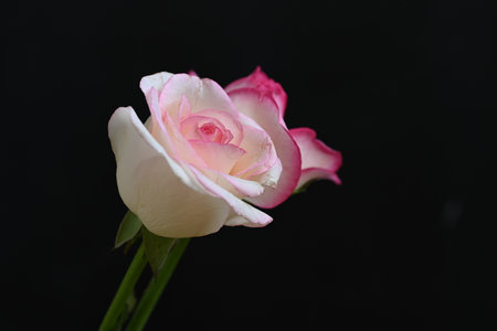 Pink and white rose isolated on black background with copy space for textの写真素材