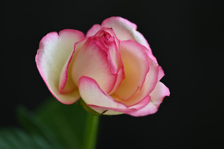 Pink and white rose on a black background close-up macro photographyの写真素材