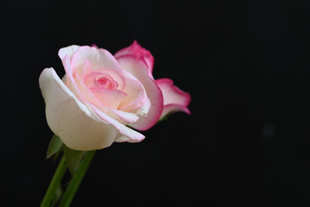 white and pink rose isolated on black background, copy space for textの写真素材