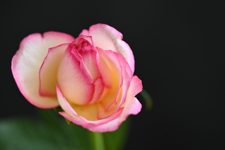 pink and white rose isolated on black background, shallow dofの写真素材