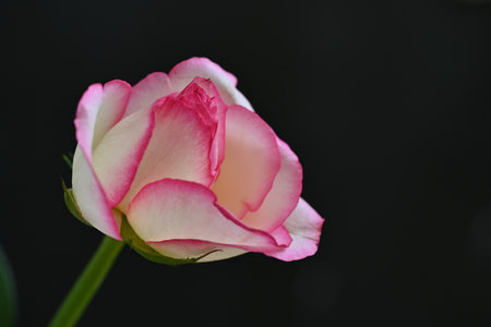 pink and white rose on a dark background, closeup of photoの写真素材