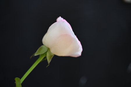 White rose on black background, closeup of photo, macro photographyの写真素材