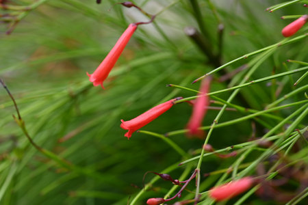 Red flowers on a green background in a botanical garden, close-upの写真素材