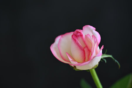 pink and white rose on black background, shallow depth of fieldの写真素材