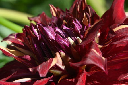 Close up of a red dahlia flower with petals.の写真素材