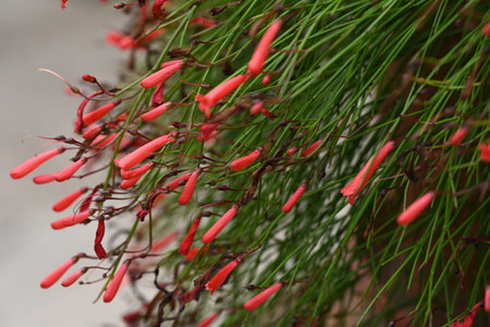 Red flowers on the branches of a pine tree in the garden.の写真素材