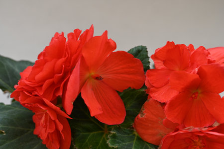 Begonia is a genus of flowering plants in the family Begoniaceae.の写真素材